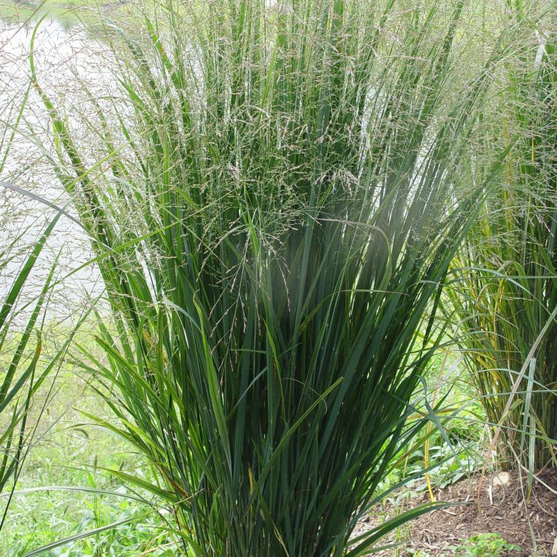 UPRIGHT SWITCHGRASS (PANICUM VIRGATUM) 'NORTHWIND' - In Store Pickup