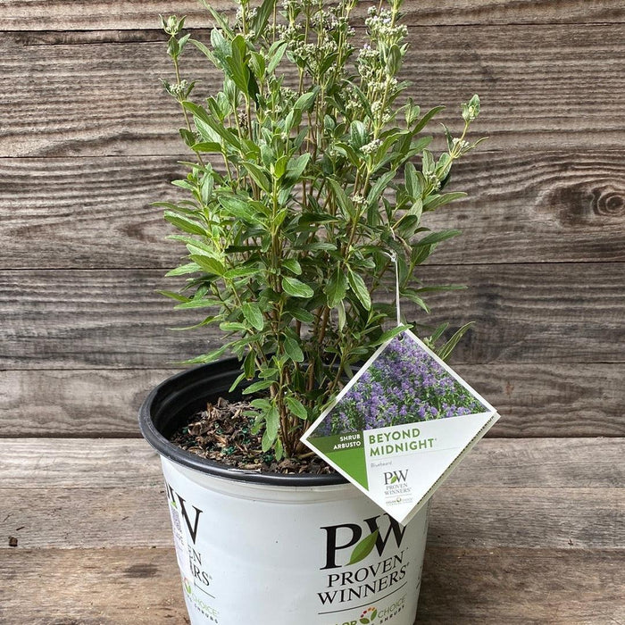 Beyond Midnight® Bluebeard - Shipped