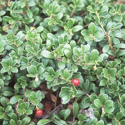 Massachusetts Bearberry - Shipped