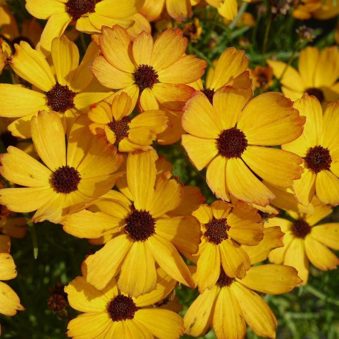 Coreopsis verticillata 'Butter Rum'  - Permathreads™ Butter Rum Coreopsis - Shipped