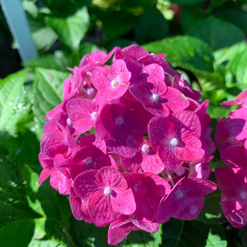 Endless Summer® Summer Crush® Hydrangea - Shipped