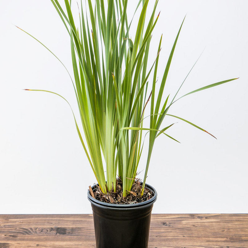 Caesar's Brother Siberian Iris - Shipped