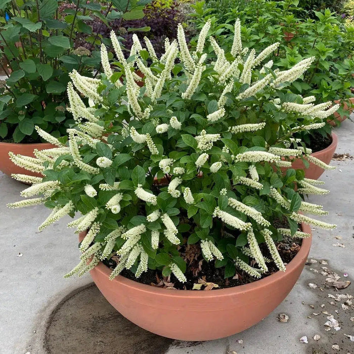 Itea virginica 'SMNIVMM' PP33549  - PW® Fizzy Mizzy® Sweetspire - Shipped