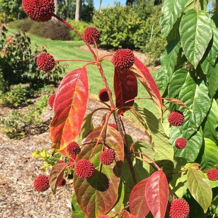 Cephalanthus occidentalis 'SMCBM'  - Crimson Comet™ Buttonbush - Shipped
