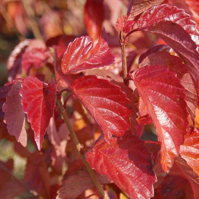 Viburnum dentatum 'J.N. Select'  - Red Feather® Arrowwood - Shipped