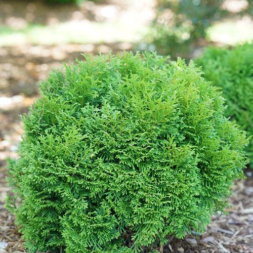 Tater Tot® Arborvitae - Shipped