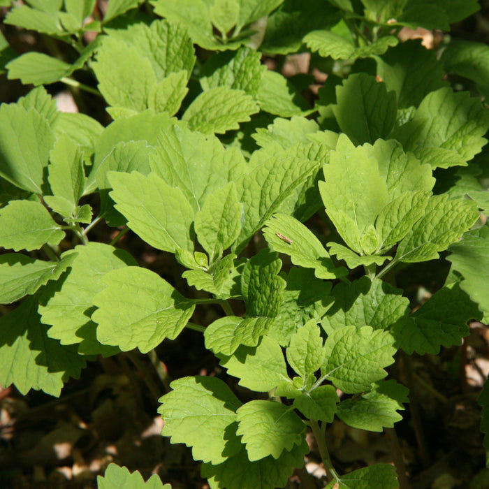 Pachysandra procumbens  - Allegheny Spurge - Shipped