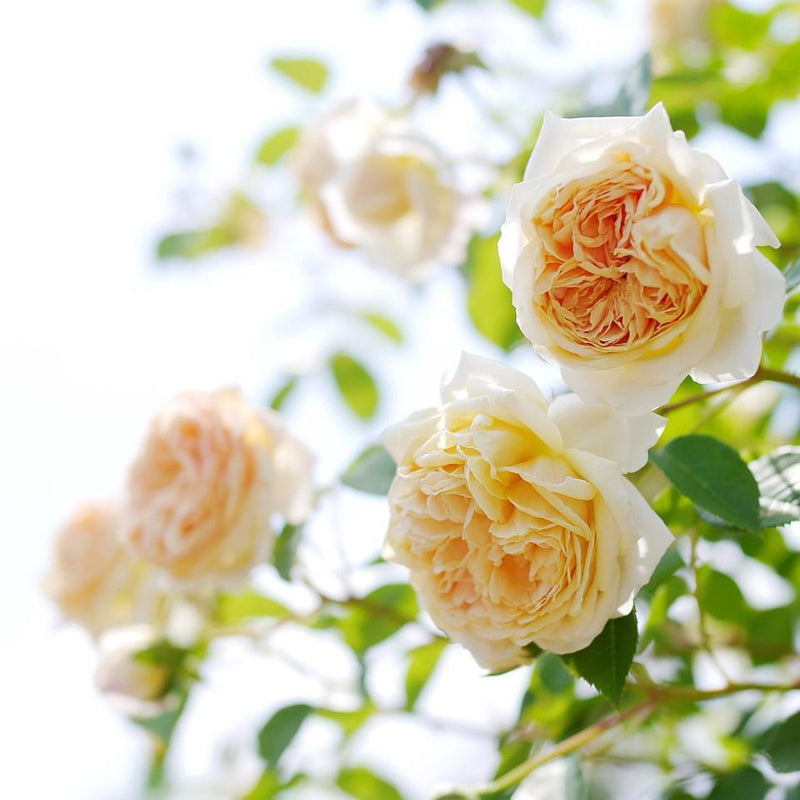 Teasing Georgia® Rose - Shipped