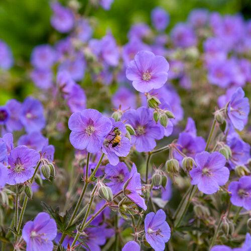 Boom Chocolatta Cranesbill - Shipped