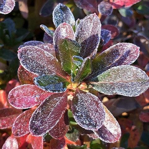 Girard's Fuchsia Azalea - Shipped