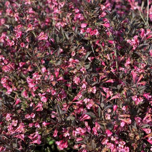 Weigela florida 'SMNWFDFPD'  - Very Fine Wine® Weigela - Shipped