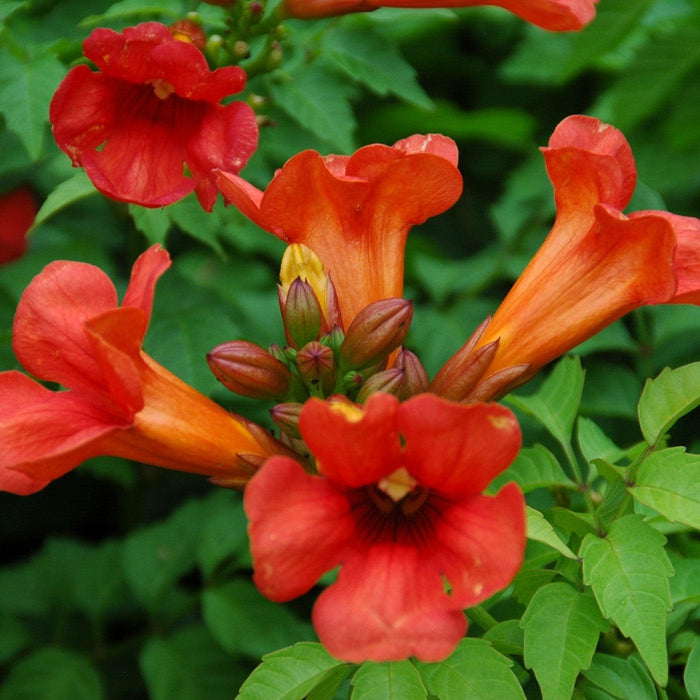 Campsis x tagliabuana 'Takarazuka Fresa' PP 23,917  - Summer Jazz™ Fire Campsis - Shipped