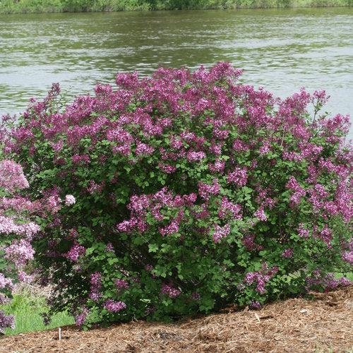 Bloomerang® Dark Purple Lilac - Shipped