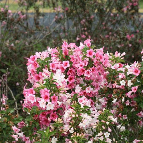 Czechmark Trilogy® Weigela - Shipped