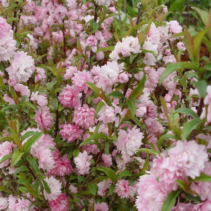Prunus glandulosa 'Rosea'  - Pink Flowering Almond - Shipped
