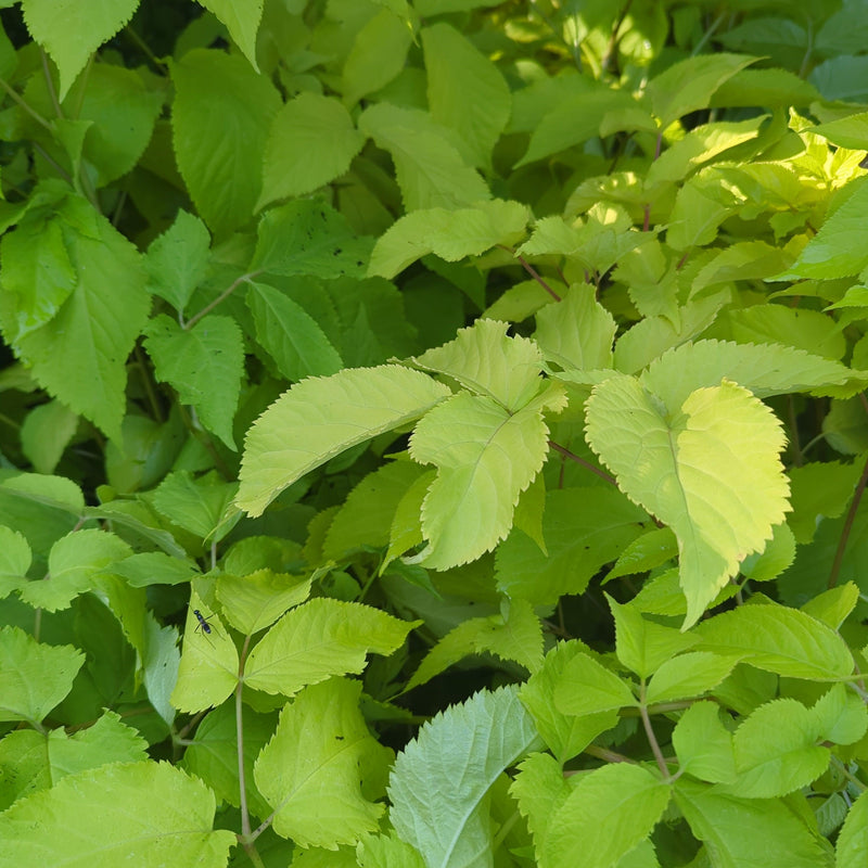 Sun King Golden Japanese Spikenard - Shipped