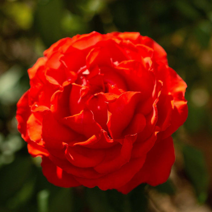 Rosa 'LIM10'  - True Bloom™ True Passion™ Rose - Shipped