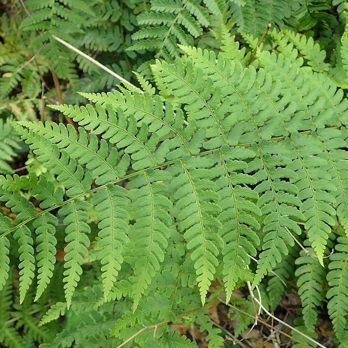 Dryopteris marginalis  - Eastern Wood Fern, Leatherwood Fern - Shipped
