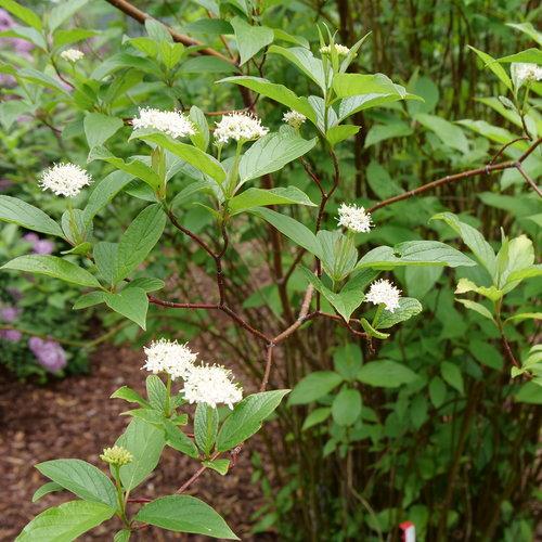 Arctic Fire® Red Twig Dogwood - Shipped