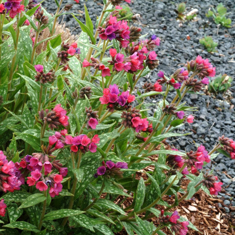 Raspberry Splash Lungwort - Shipped