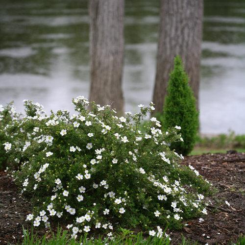 Happy Face® White Potentilla - Shipped
