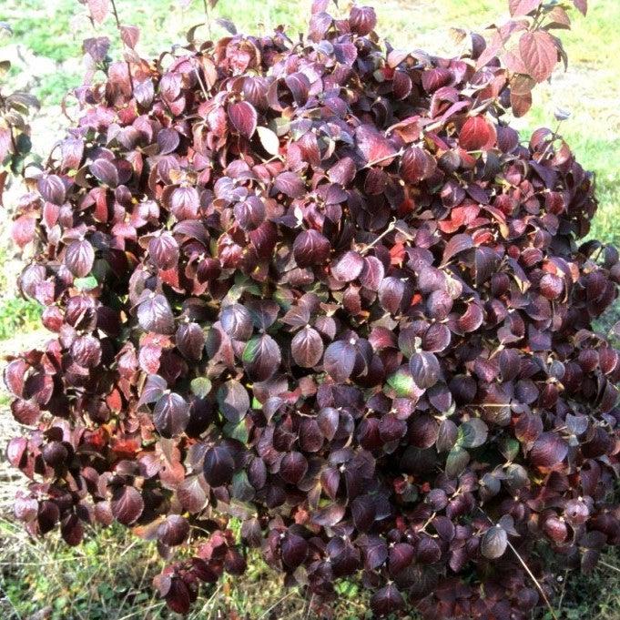 Spice Island™ Korean Spice Viburnum - Shipped