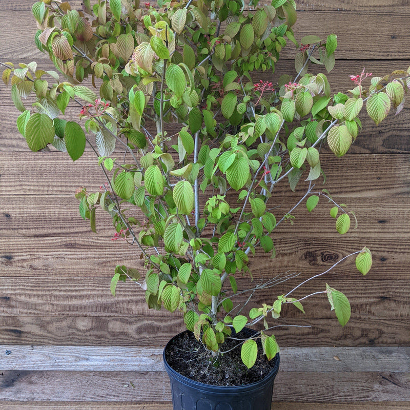 Shasta Viburnum, Doublefile Viburnum - Shipped