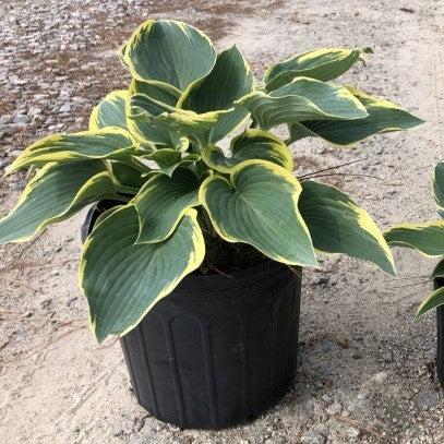 First Frost Hosta - Shipped