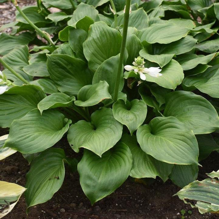Hosta x 'Royal Crest'  - Royal Crest Hosta - Shipped