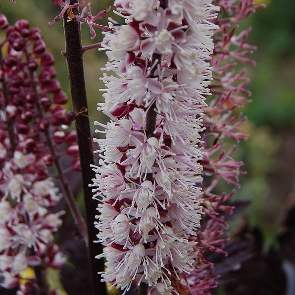 Actaea simplex 'Brunette'  - Brunette Bugbane, Cohosh - Shipped