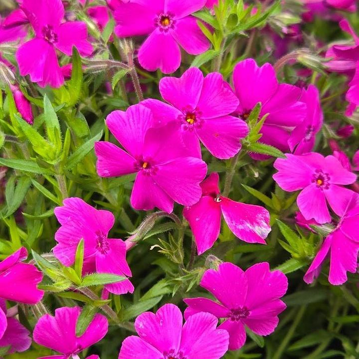 Phlox subulata 'Spring Hot Pink'  - Spring Hot Pink Creeping Phlox - Shipped