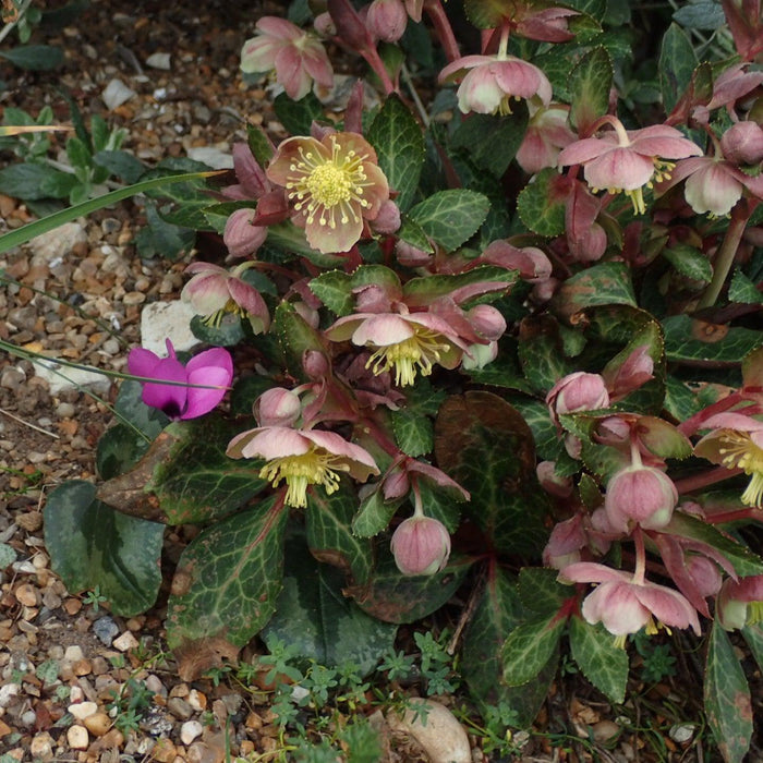Helleborus x hybridus 'RD09'  - FrostKiss™ Pippa's Purple Lenten Rose - Shipped