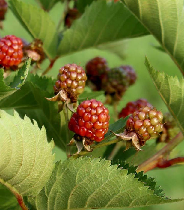 BLACKBERRY (RUBUS) `TASTE OF HEAVEN` - In Store Pickup