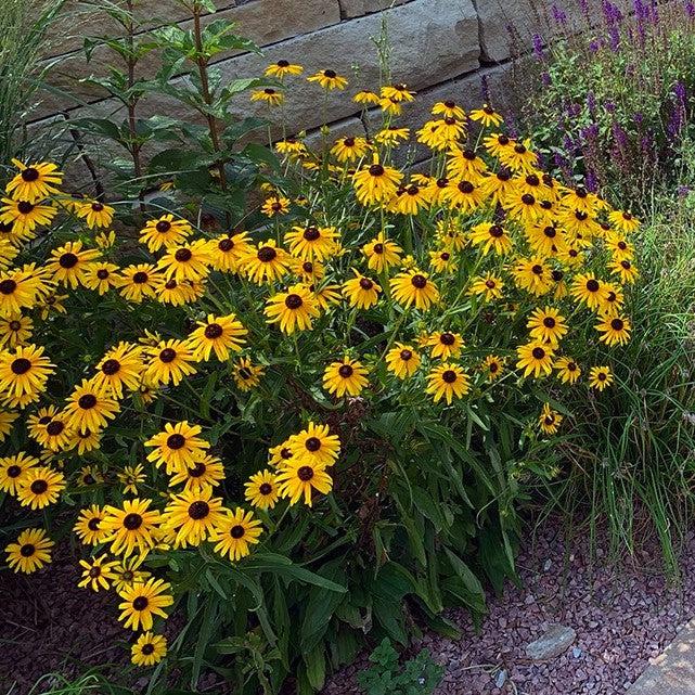 Viettes Little Suzy Black-Eyed Susan - Shipped