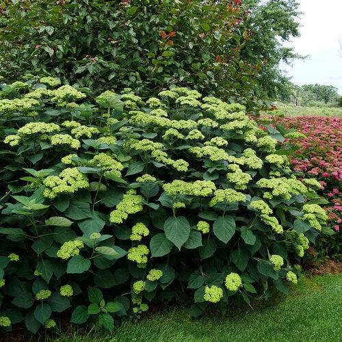 Invincibelle Sublime™ Smooth Hydrangea - Shipped