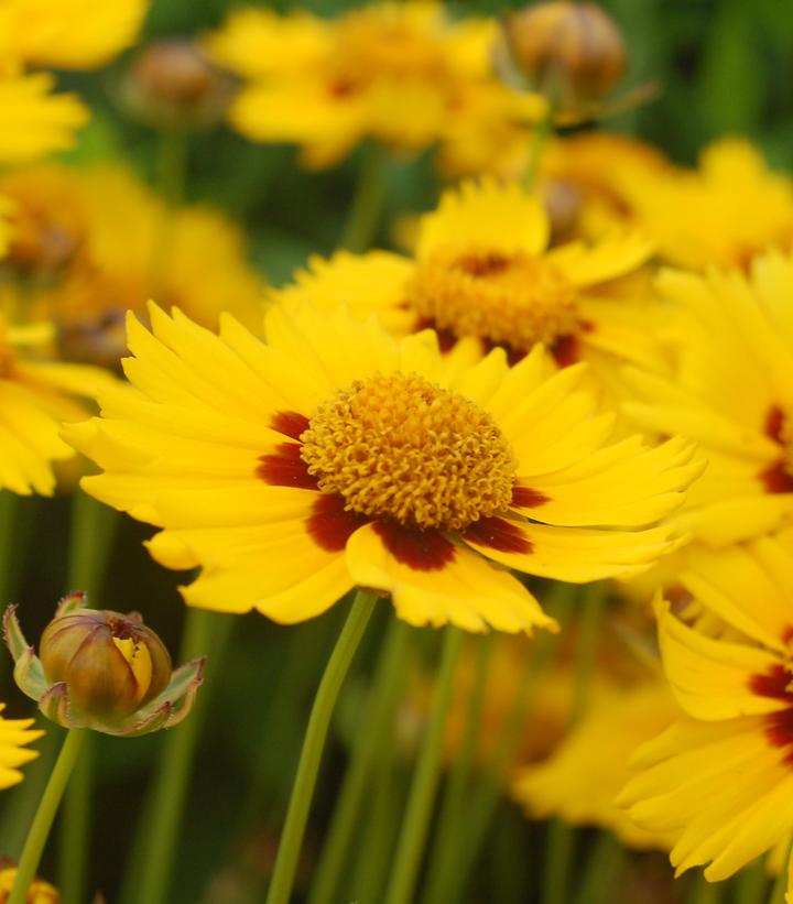 COREOPSIS  `TEQUILLA SUNRISE`  TICKSEED - In Store Pickup