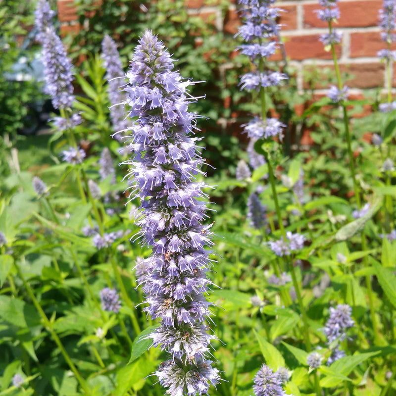 Blue Fortune Giant Hyssop - Shipped