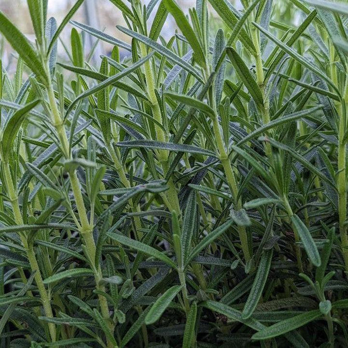 Rosmarinus officinalis 'Gorizia'  - Gorizia Rosemary - Shipped