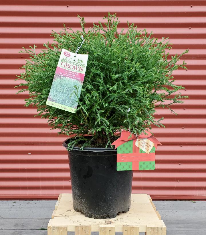 Thuja Mr. Bowling Ball® - Shipped