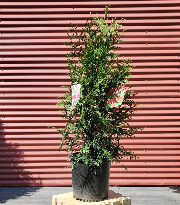 Thuja x 'Green Giant' - Shipped