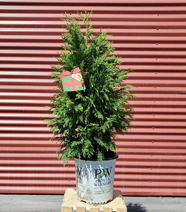 Thuja x Cheer Drops®