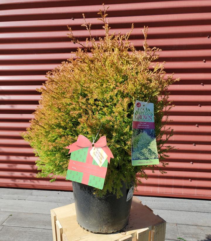 Thuja occ. Fire Chief™ - Shipped