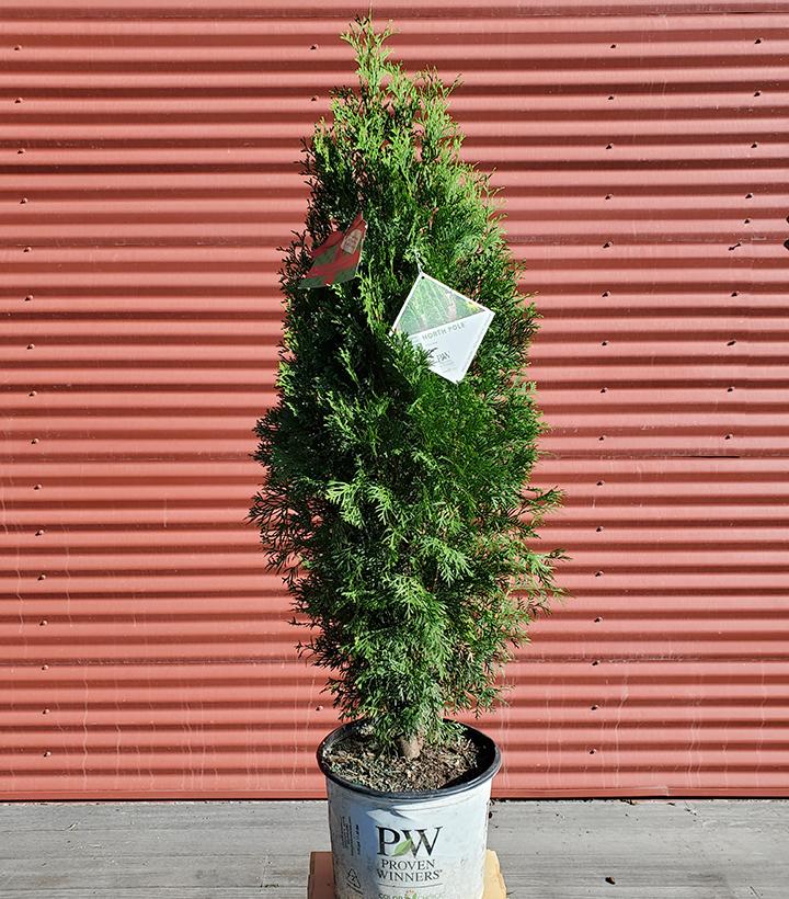 Thuja occ. North Pole® - Shipped
