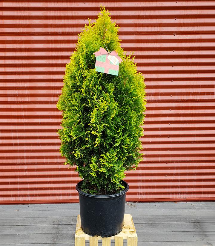 Thuja occ. Amber Gold - Shipped