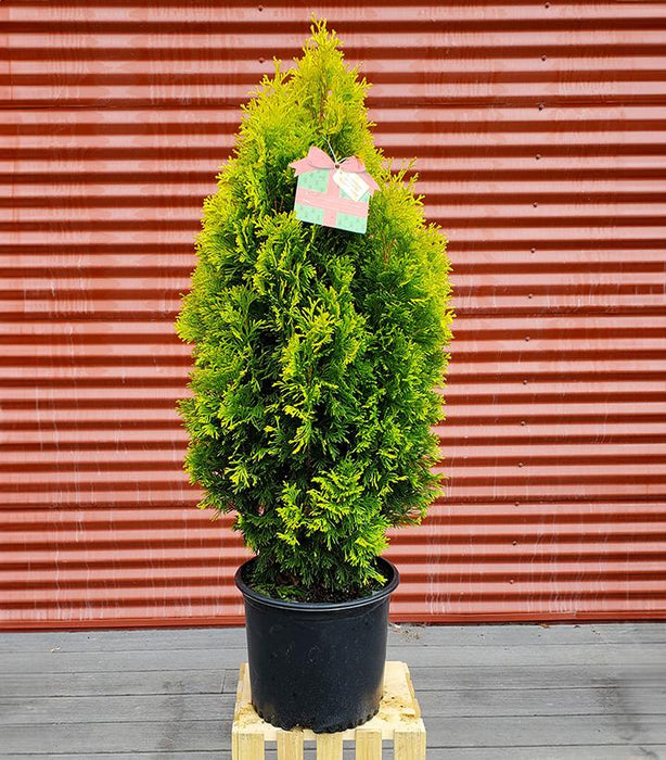 Thuja occ. Amber Gold