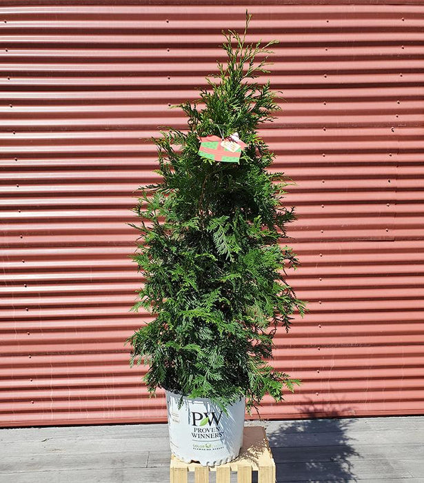 Thuja plicata Spring Grove®