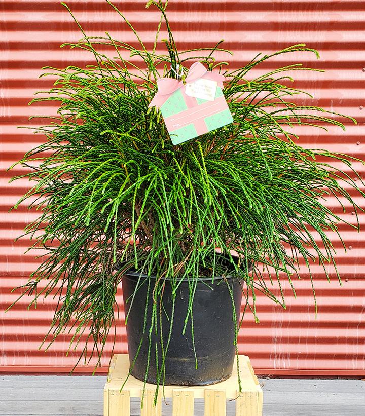 Thuja plicata 'Whipcord' - Shipped