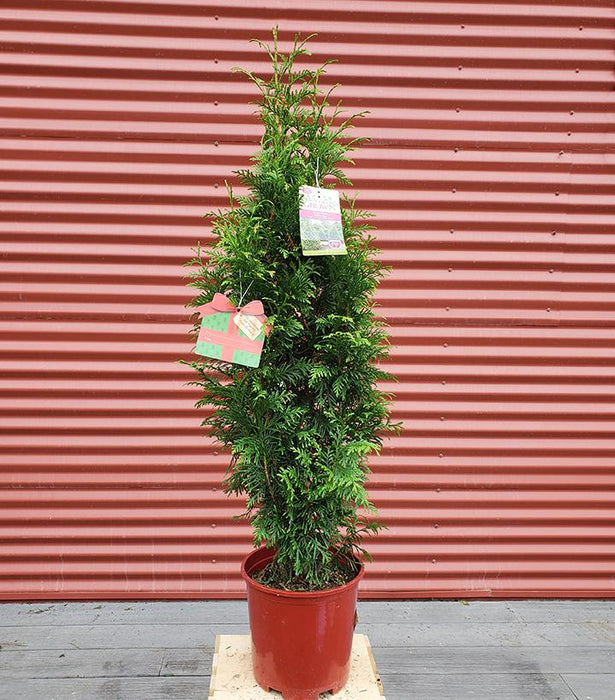 Thuja x 'Junior Giant'