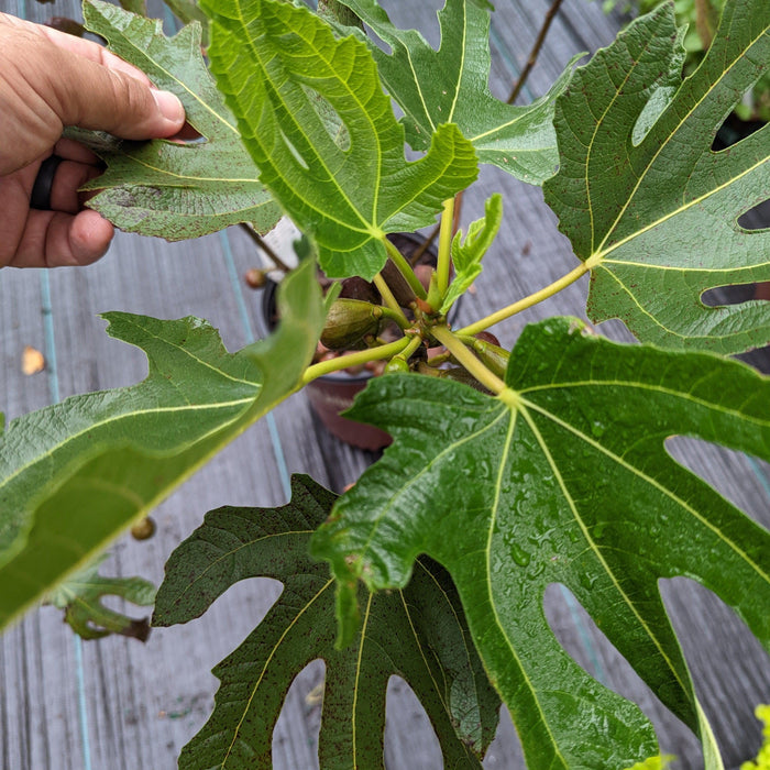 Ficus carica 'Majoam'  - 'Little Miss Figgy' Fig - Shipped
