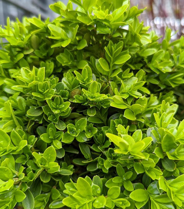 BOXWOOD (BUXUS MICRO.) `TIDE HILL` - In Store Pickup